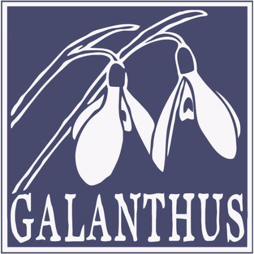 GALANTHUS NATURA