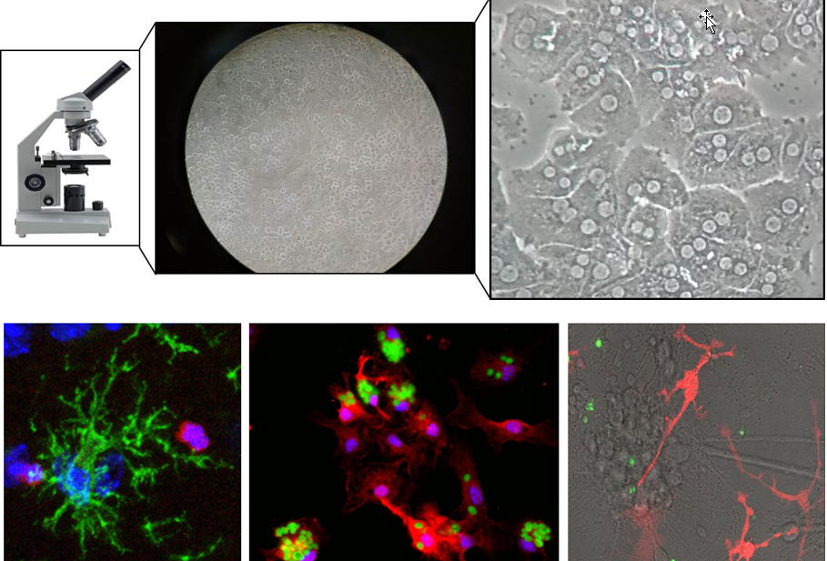 Jornada de Portes Obertes de l’Institut d'Investigacions Biomèdiques de Barcelona